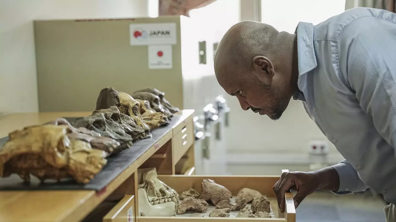 foto Sahleselasie Melaku, 31 de ani, șef de departament și cercetător asociat al colecțiilor de paleontologie și paleoantropologie, examinează un sertar care conține resturi fosile la Muzeul Național al Etiopiei din Addis Abeba, pe 19 noiembrie 2024.