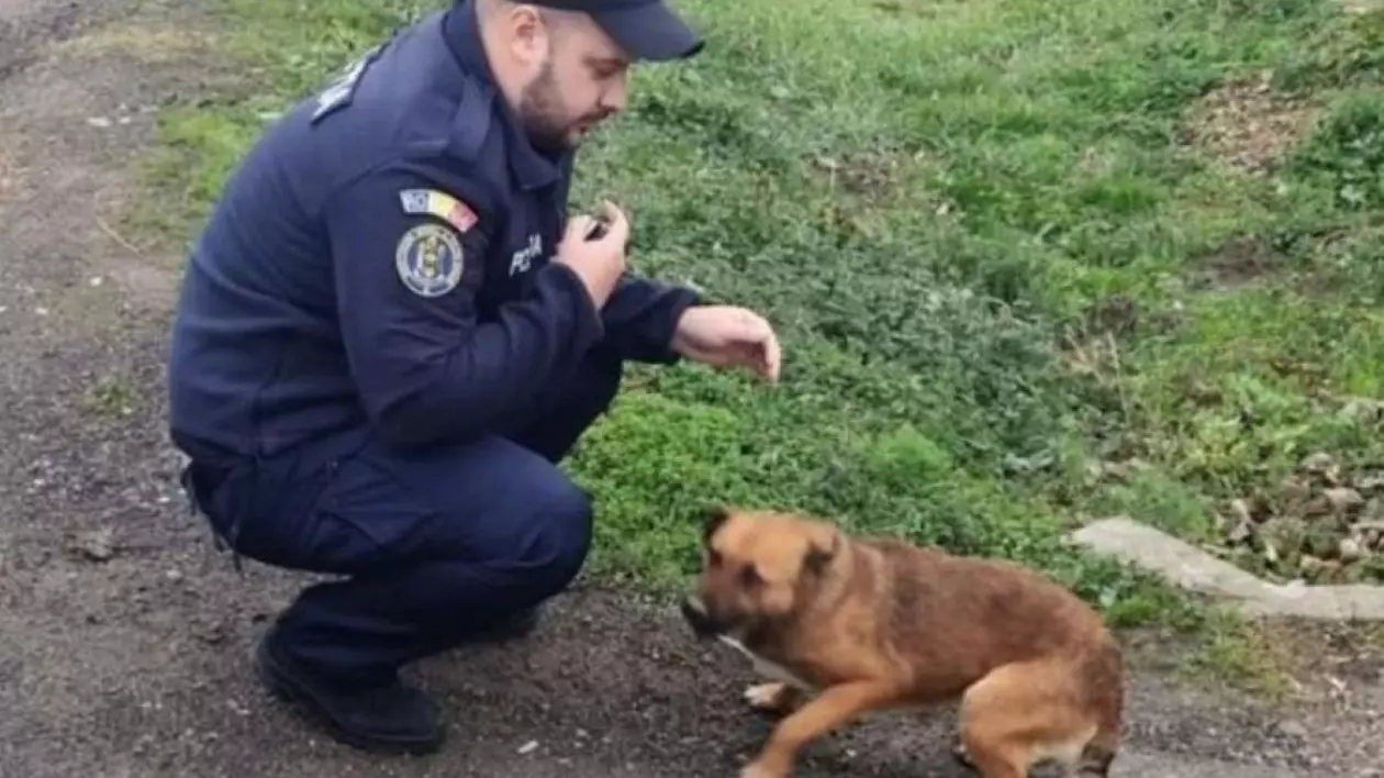 Un agent încearcă să mângâie cățelul abandonat