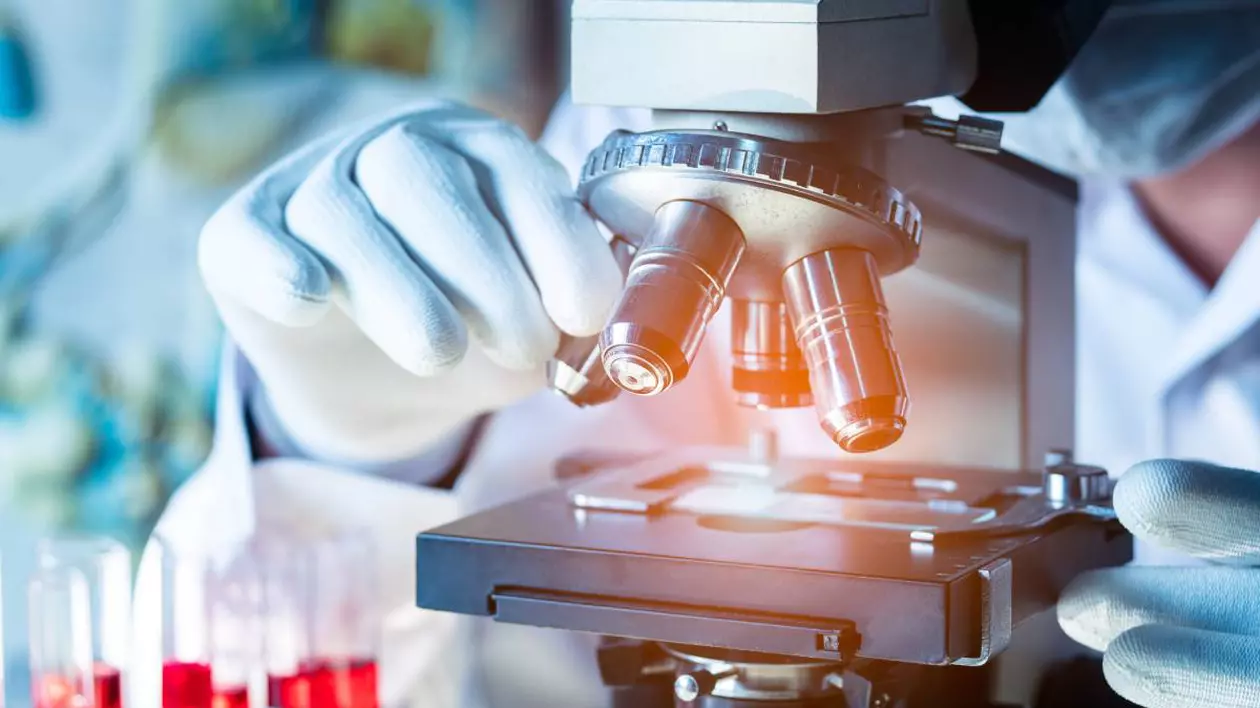 medic care poarta mânuși medicale de protecție uitându-se la probele de sânge sub microscop.