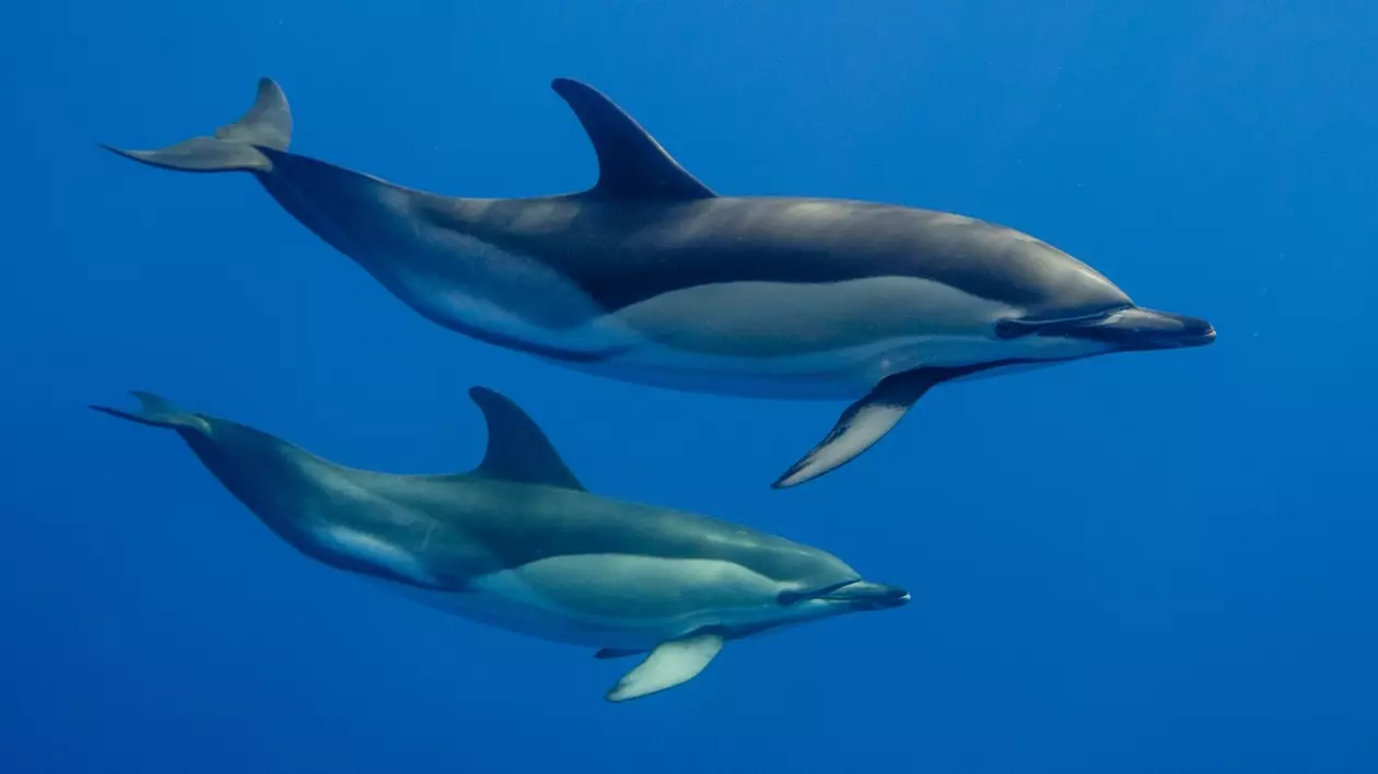 Cercetătorii au descoperit delfini drogaţi cu fentanil în Golful Mexic Foto: Profimedia Images