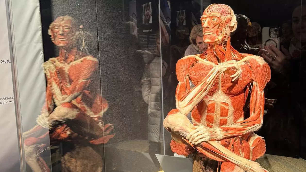 Expoziția de corpuri plastinate de la Biblioteca Națională se prelungește până pe 16 martie: „La cererea publicului”