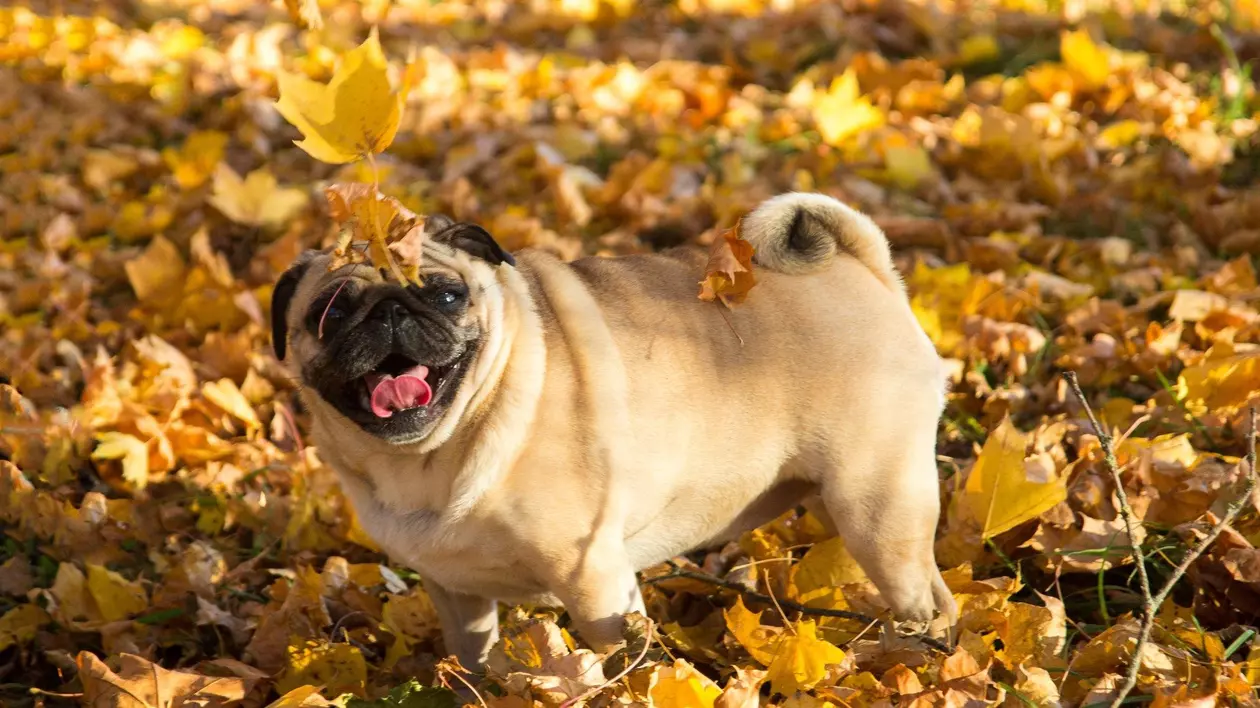 Câine din rasa Pug