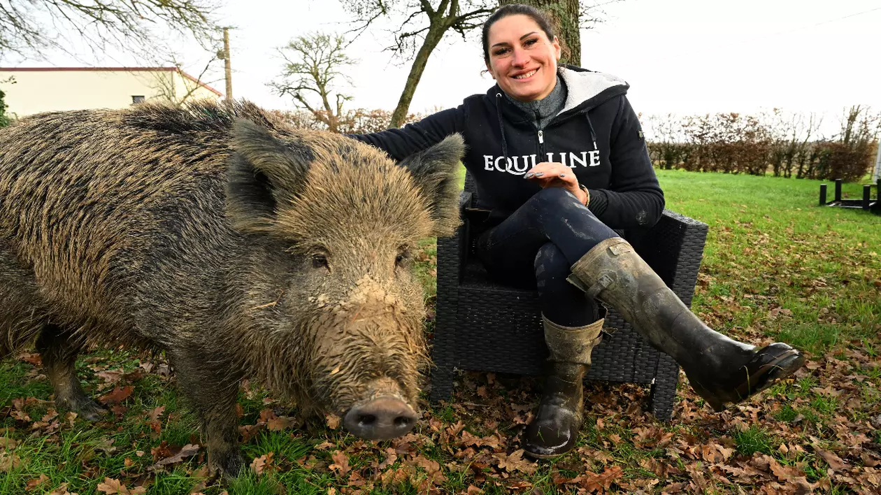 Victorie în instanță pentru Rillette, mistrețul salvat de la eutanasiere Foto: Profimedia Images