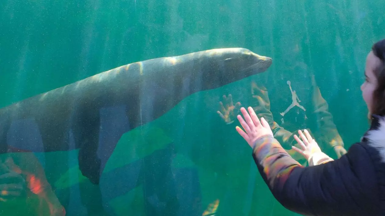 Leu de mare californian la Grădina Zoologică Brașov, 27 ianuarie 2025 Sursă foto: FaceBook Primăria Municipiului Brașov