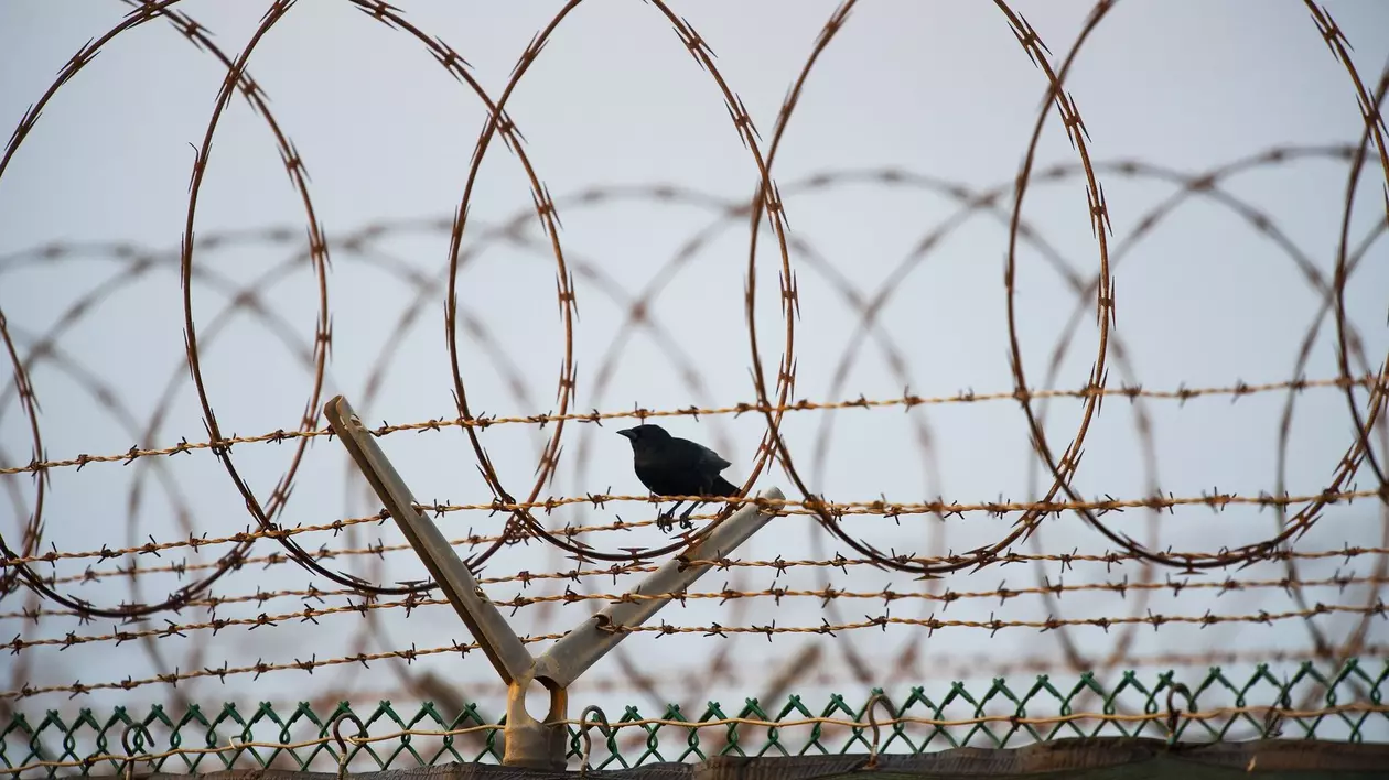 Imagine de la Guantanamo Bay. O pasăre poposește pe o sârmă ghimpată.
