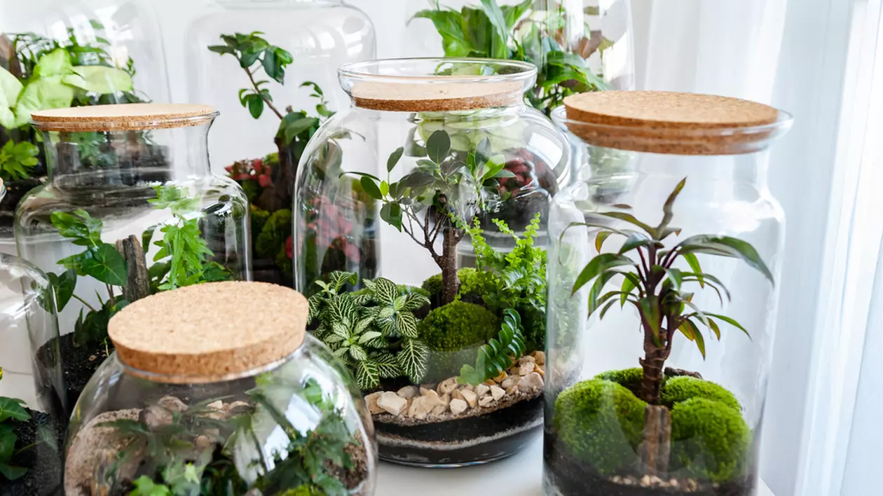 Ce plante poți crește în sticle și terarii - Imagine cu mai multe borcane de dimensiuni mari, în care se află diverse plante.