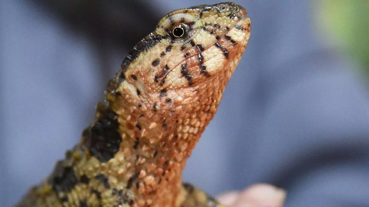 Șopârla crocodil chinezească este văzută în terariu la grădina zoologică de reptile Different World din Vladivostok, Rusia