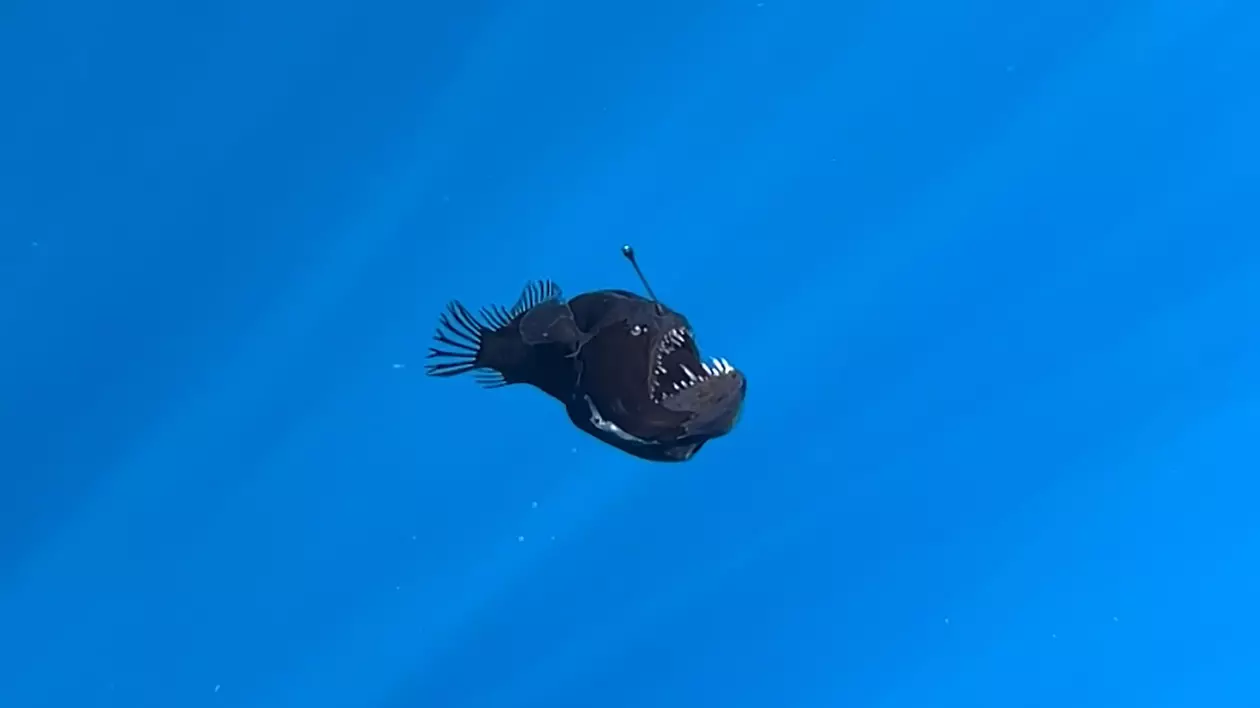 black seadevil