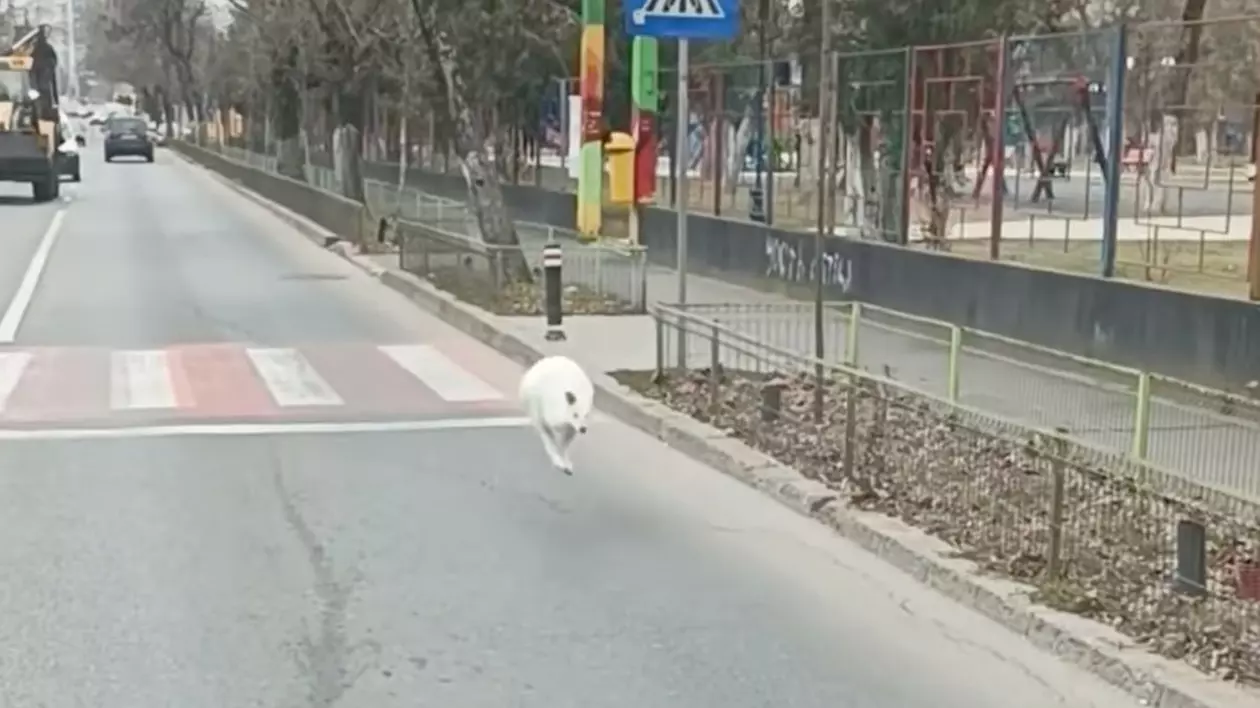 Cangur alb filmat pe o stradă din București, în sectorul 5. „A scăpat de la Nuțu Cămătaru, probabil”