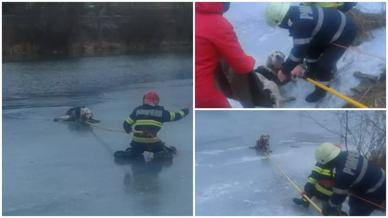 Pompierii în timp ce salvează cățelul de pe apa înghețată
