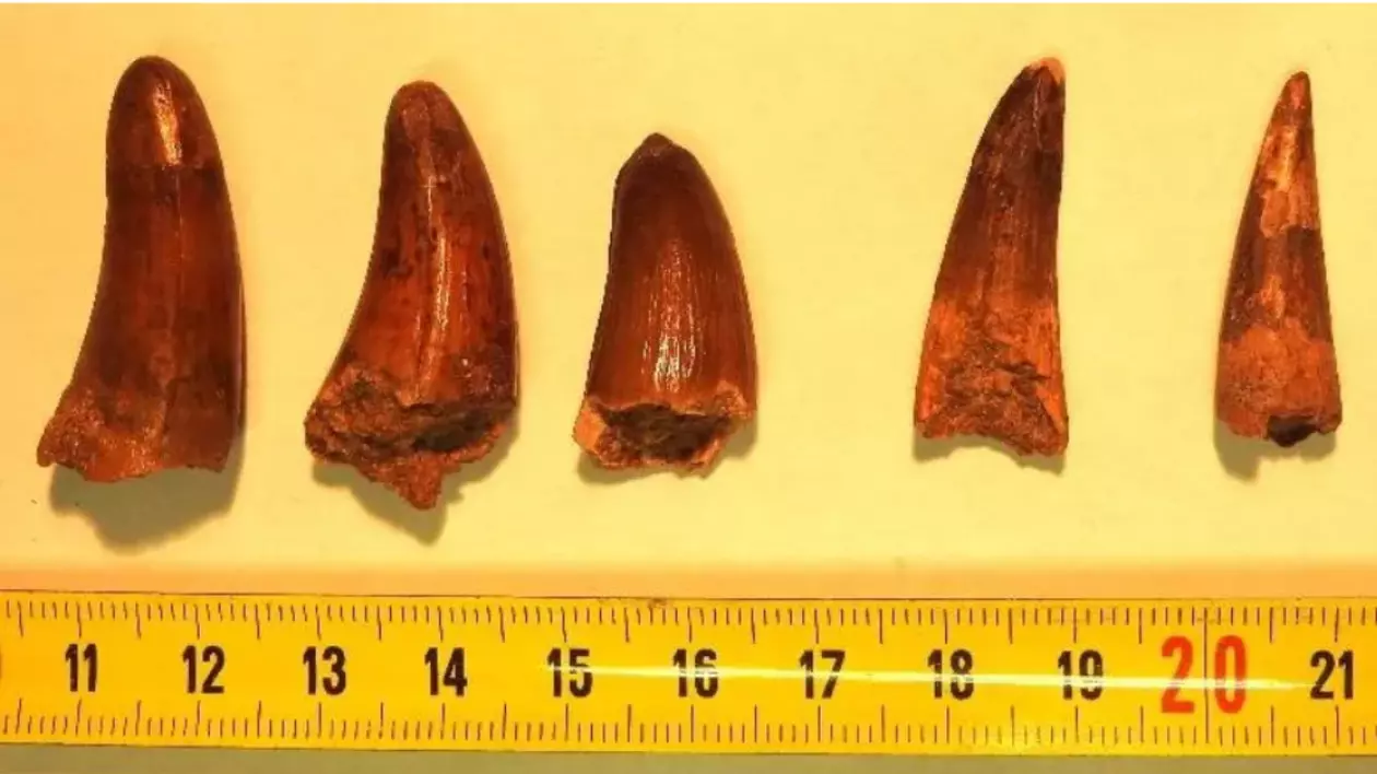 Dinții de dinozaur descoperiți de vameșii francezi
