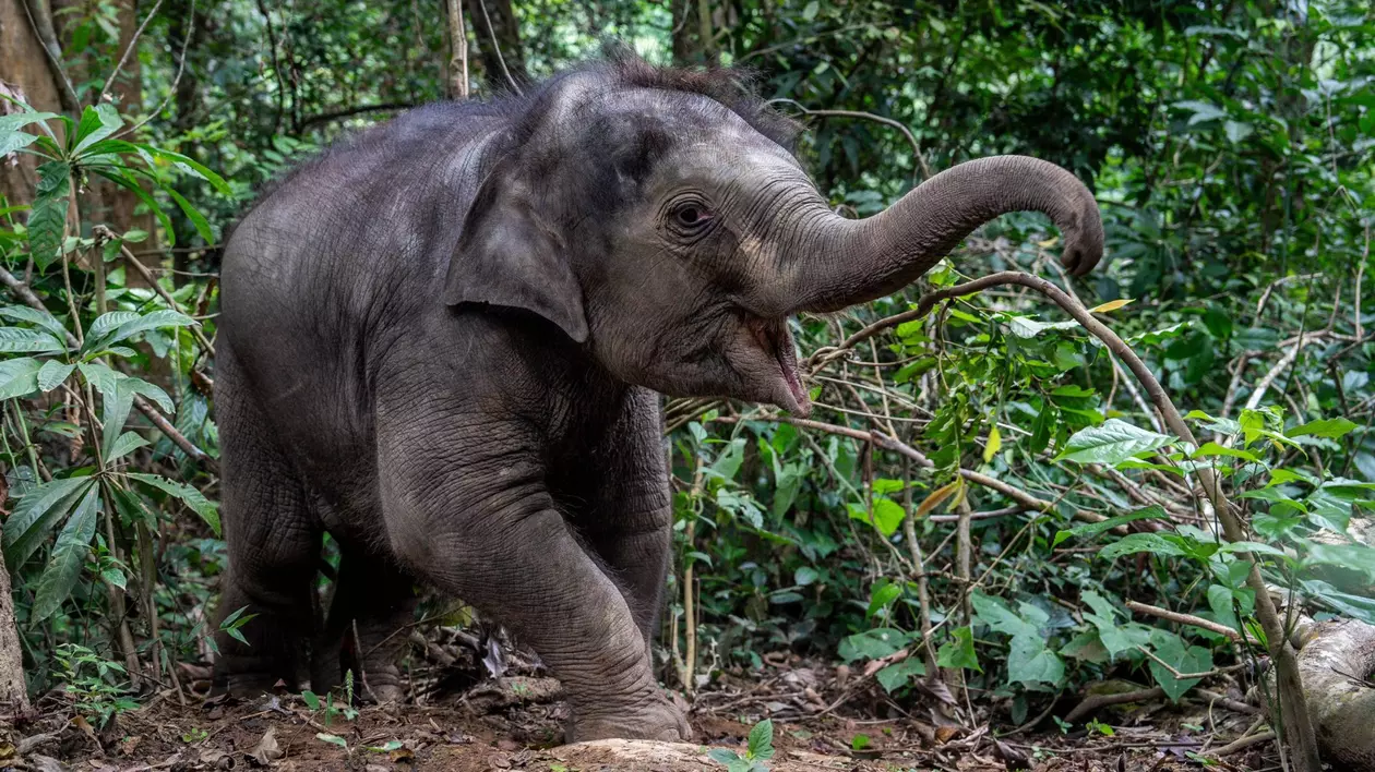 Elefant surprins în pădure