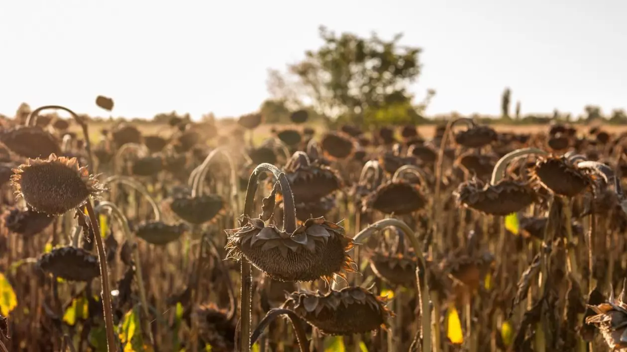 Câmp de floarea soarelui coaptă uscată, gata pentru recoltare pentru semințele lor la apus de soare. România. Sursă foto: Profimedia