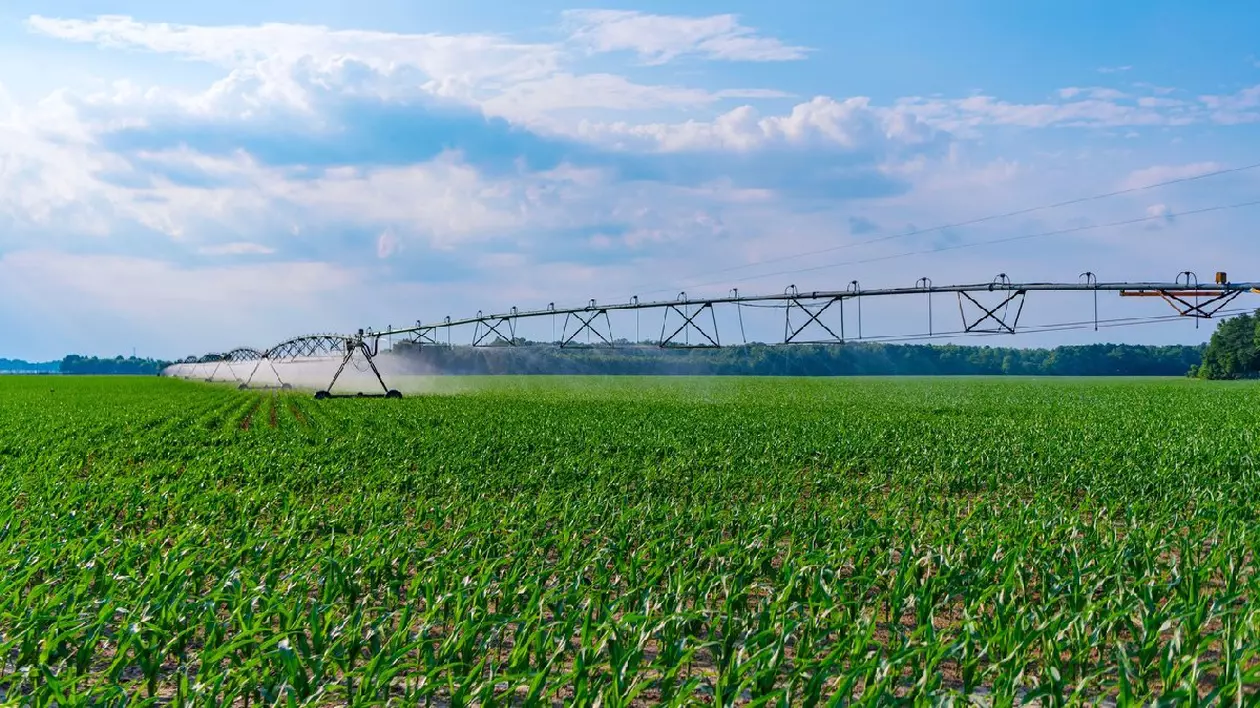 Sistem de irigare prin picurare. Irigarea culturilor. Agricultură și agricultură. Sistem de irigare udare câmp agricol în mediul rural. Fermă de legume organice. Aspersor de apă irigând câmpul. Randamentul culturilor.