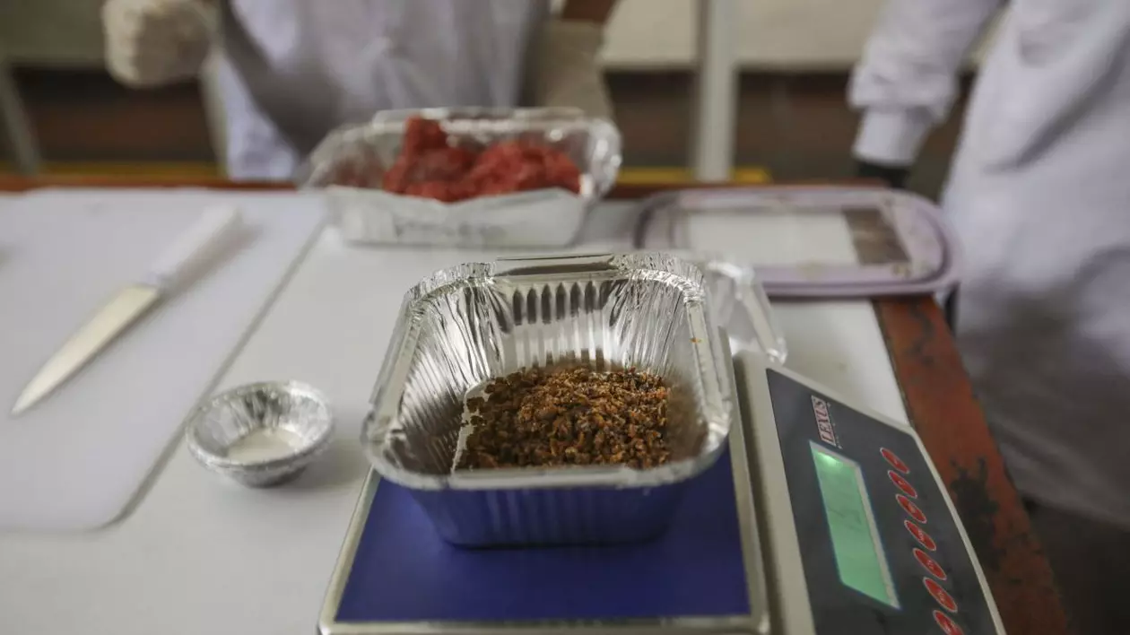 Verificarea informațiilor: sunt europenii forțați să consume insecte periculoase?