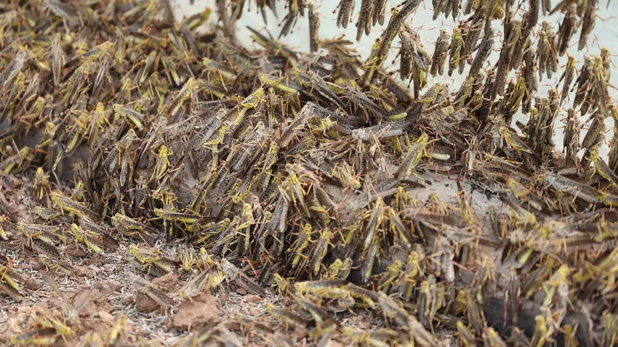 Fermă de lăcuste pentru uz culinar. O vedere a lăcustelor crescute într-o seră din satul Yanzihu, în provincia Shandong din China. FOTO: Hepta