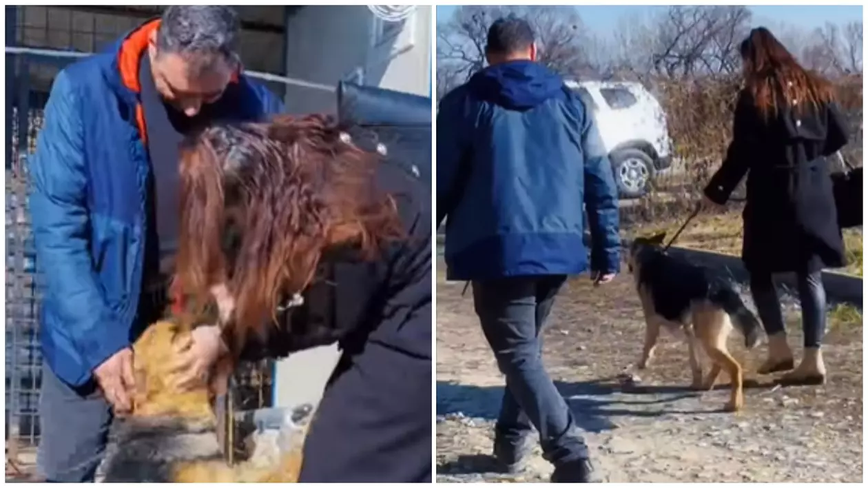 Lassie, cățelușa pierdută din cauza petardelor și stăpânii săi