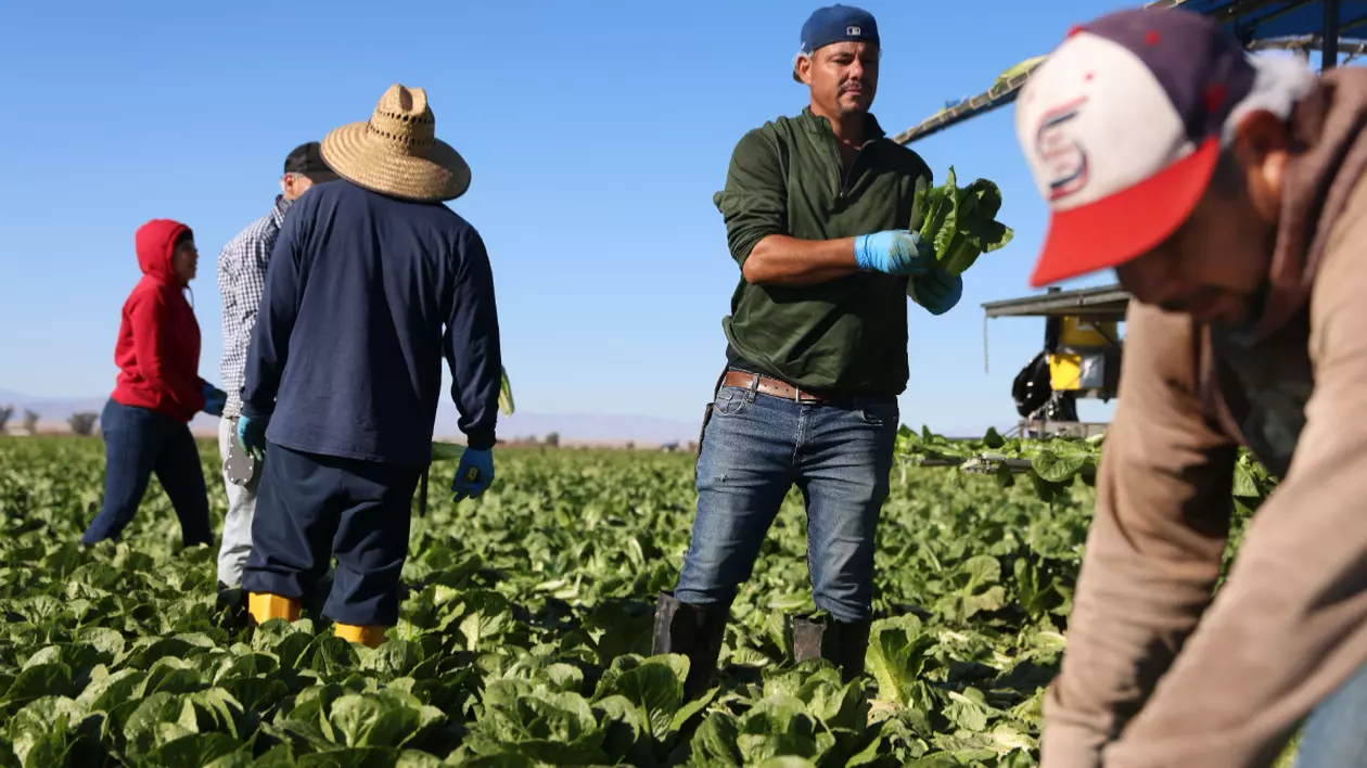 Muncitori imigranți în California, SUA, în timp ce recoltează salată verde