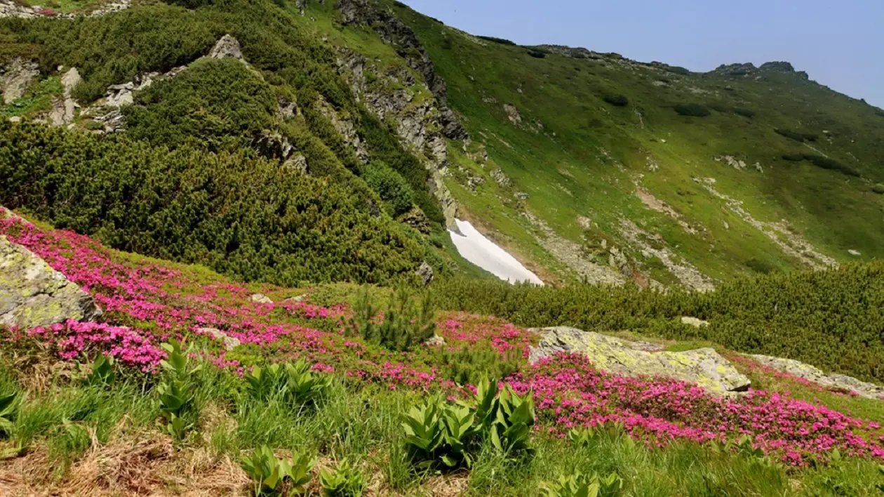 Tufe de rododendron pe munții Rodnei