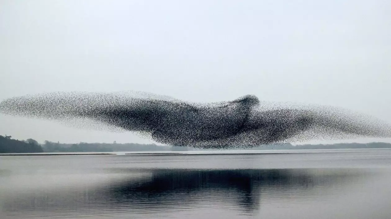 O murmurare de grauri peste Lough Ennell din County Westmeath, Irlanda. De James Crombie Sursa foto: Profimedia