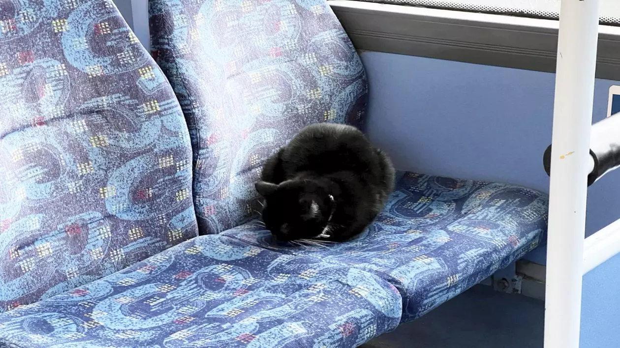 pisica in tren