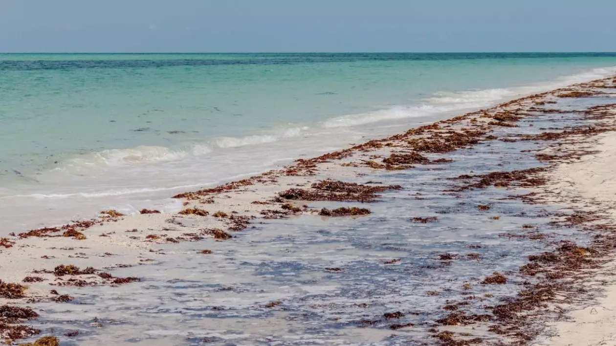 Sargassum la frumoasa plajă cu apă turcoaz din Caraibe Sursă foto: Profimedia