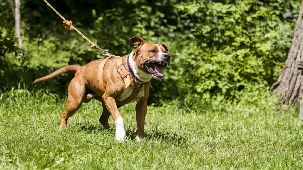 Un caine bej din rasa Amstaff agresiv este tinut legat intr-o gradina