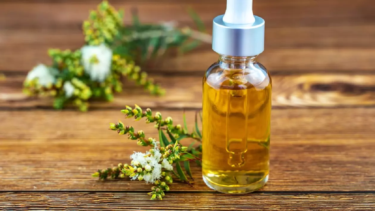 Uleiul de arbore de ceai – ce beneficii are - Imagine cu un flacon de ulei de arbore de ceai pe o masă de lemn alături de câteva plante verzi