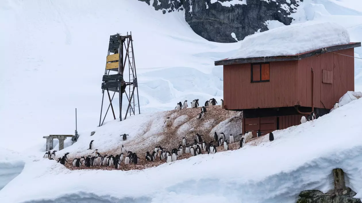 Pinguini Gentoo surprinși lângă baza de cercetare Almirante Brown, Antarctica.