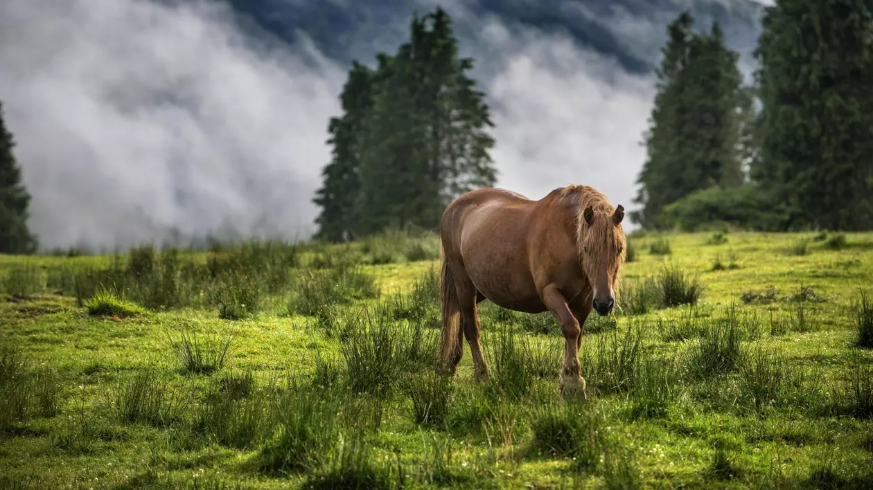 Cal sălbatic surprins într-un parc natural