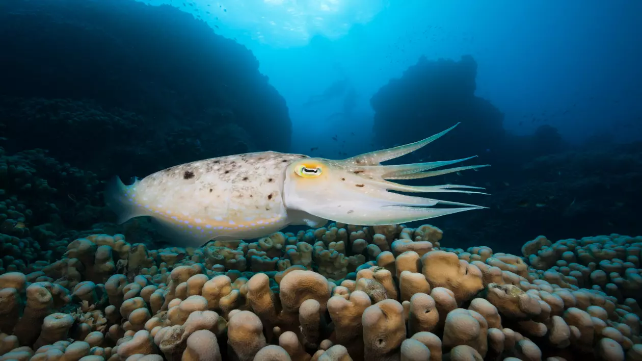 calamar în timp ce înoată în ocean