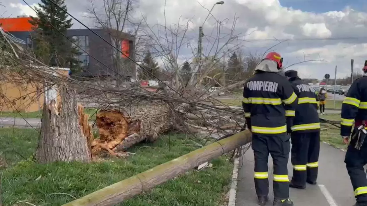 echipa pompieri langa un pom cazut in timisoara