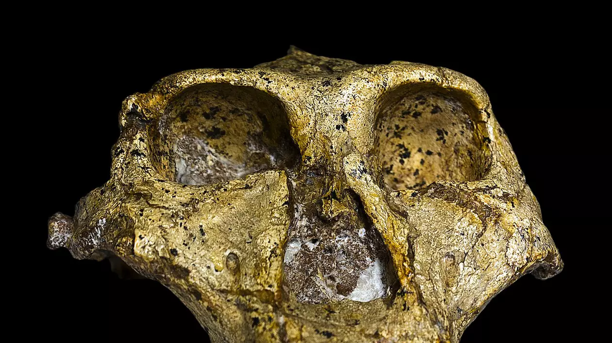 Craniul unui Paranthropus robustus, cea mi mică rudă a omului. FOTO: wikipedia.