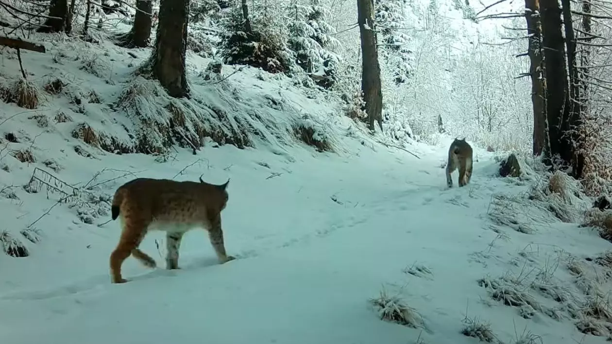 Doi râși filmați într-un moment unic în Munții Făgăraș, se plimbă prim pădurea cu zăpadă