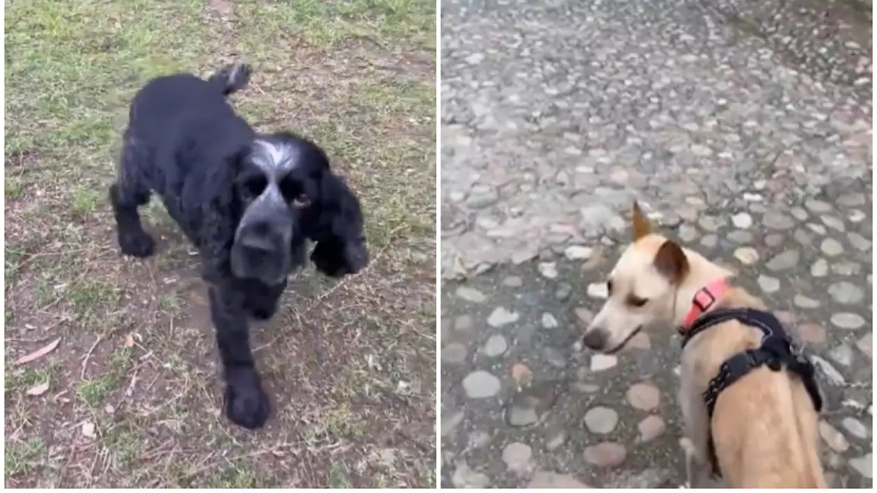 Un câine negru în partea stângă, iar în partea dreapta un câine bej cu un ham negru