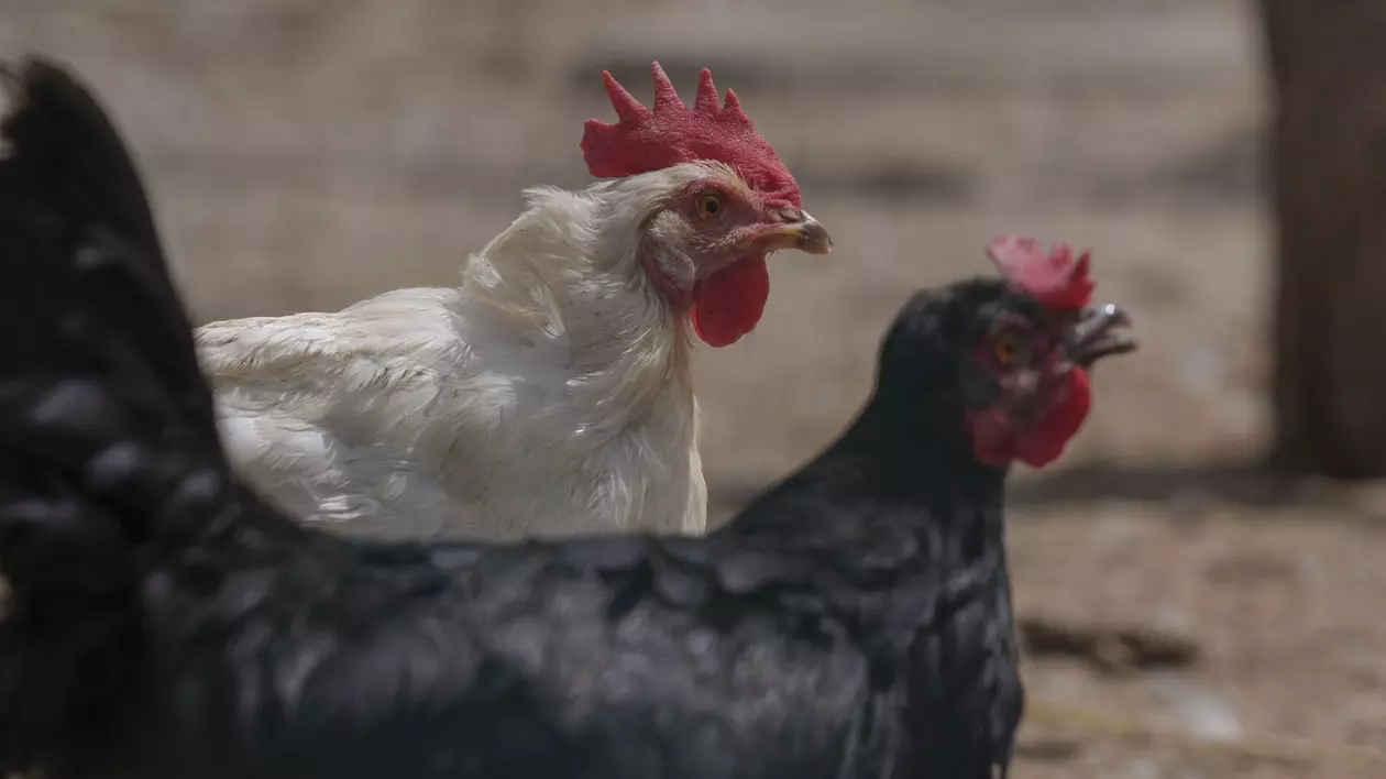 Poză cu două găini: una albă și una neagră