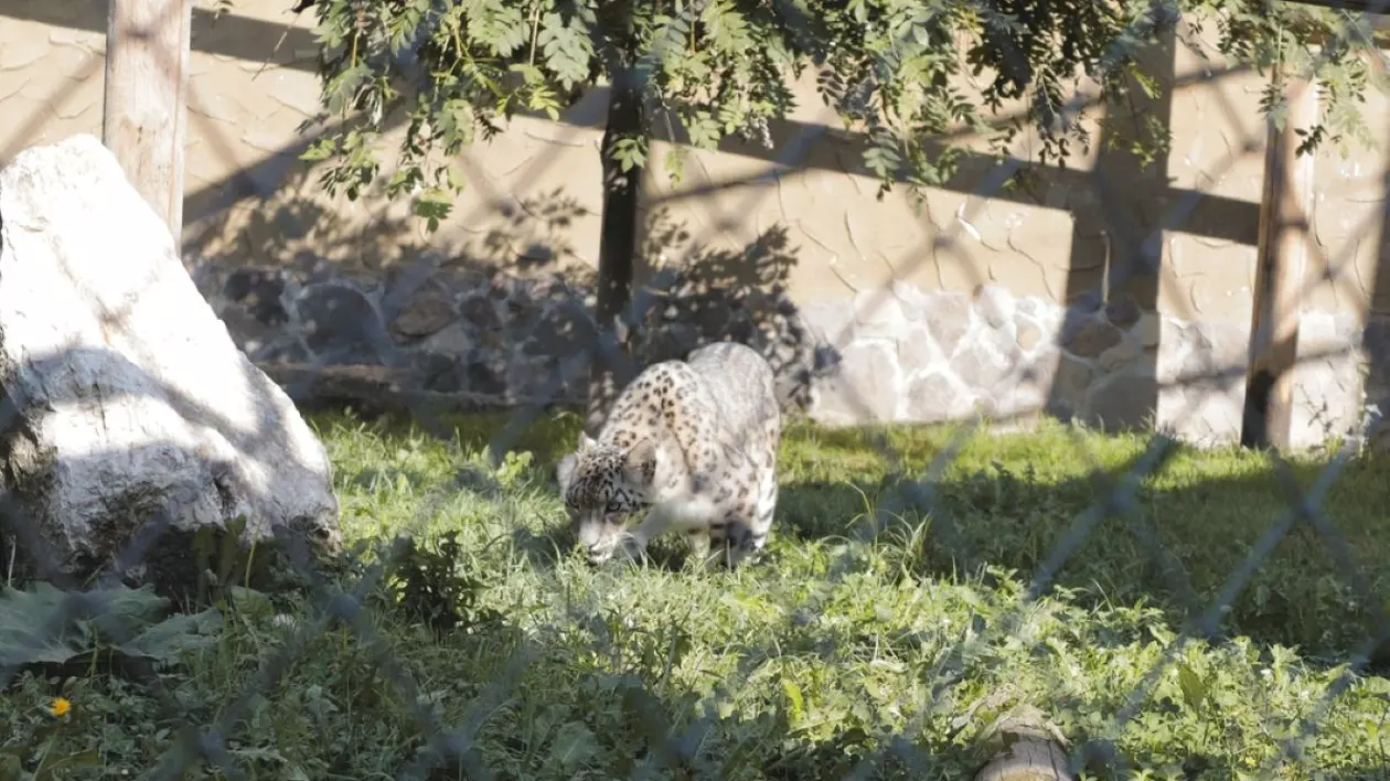 Grădina zoologică Brașov - cât costă biletul și ce poți vedea la Zoo Brașov