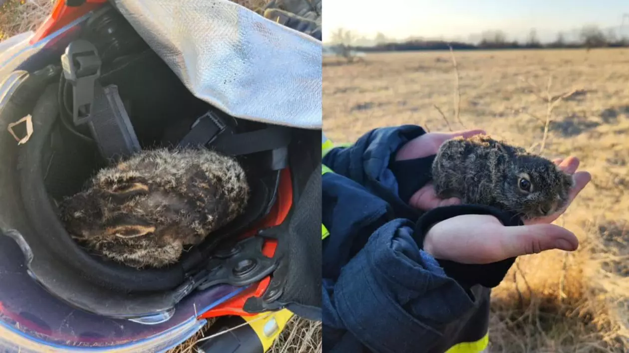 Iepuraș în mainile salvatorilor, pe un teren ars, a supraviețuit unui incendiu de vegetație, Foto: ISU Gorj/ Facebook