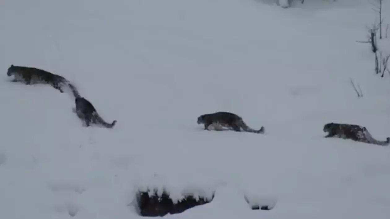 Patru leoparzi în timp ce merg prin zăpadă