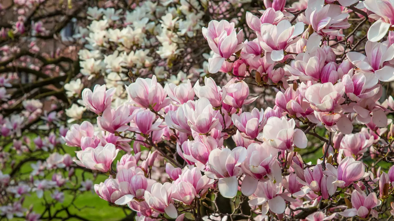 Magnolii inflorite