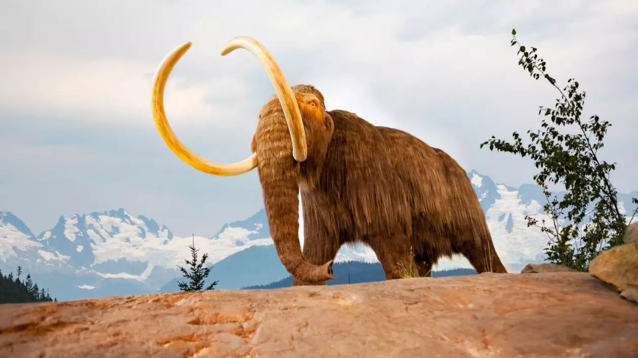 mamut lânos