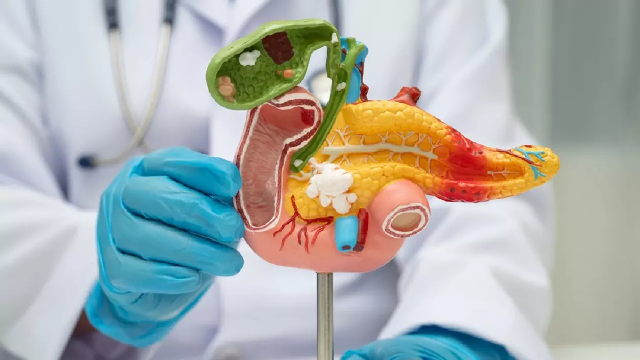 Ce este pancreasul și ce rol are în organism - Imagine cu un cadru medical care prezintă părţile componente ale pancreasului pe un mulaj al acestui organ.