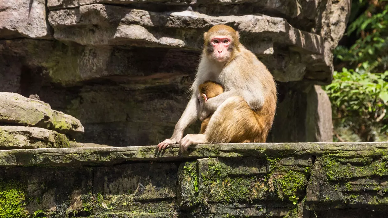 O mamă și un pui de macac Rhesus sălbatic în Parcul Național Forestier Zhangiajie din Hunan, China. FOTO: Hepta