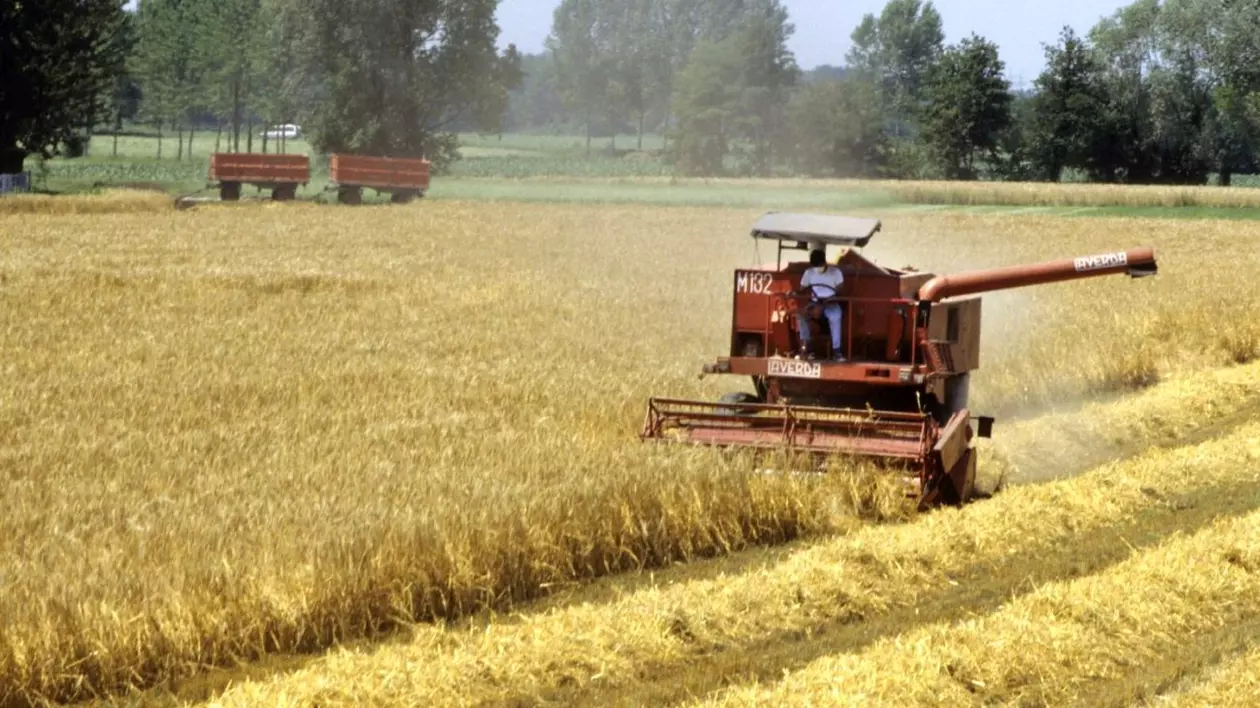 Combină agricolă care recoltează un câmp de grâu