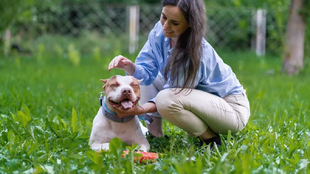 Câinele Pitbull – tot ce trebuie să știi despre această rasă - Imagine cu o tânără care mângâie un pui de câine pe o pajişte