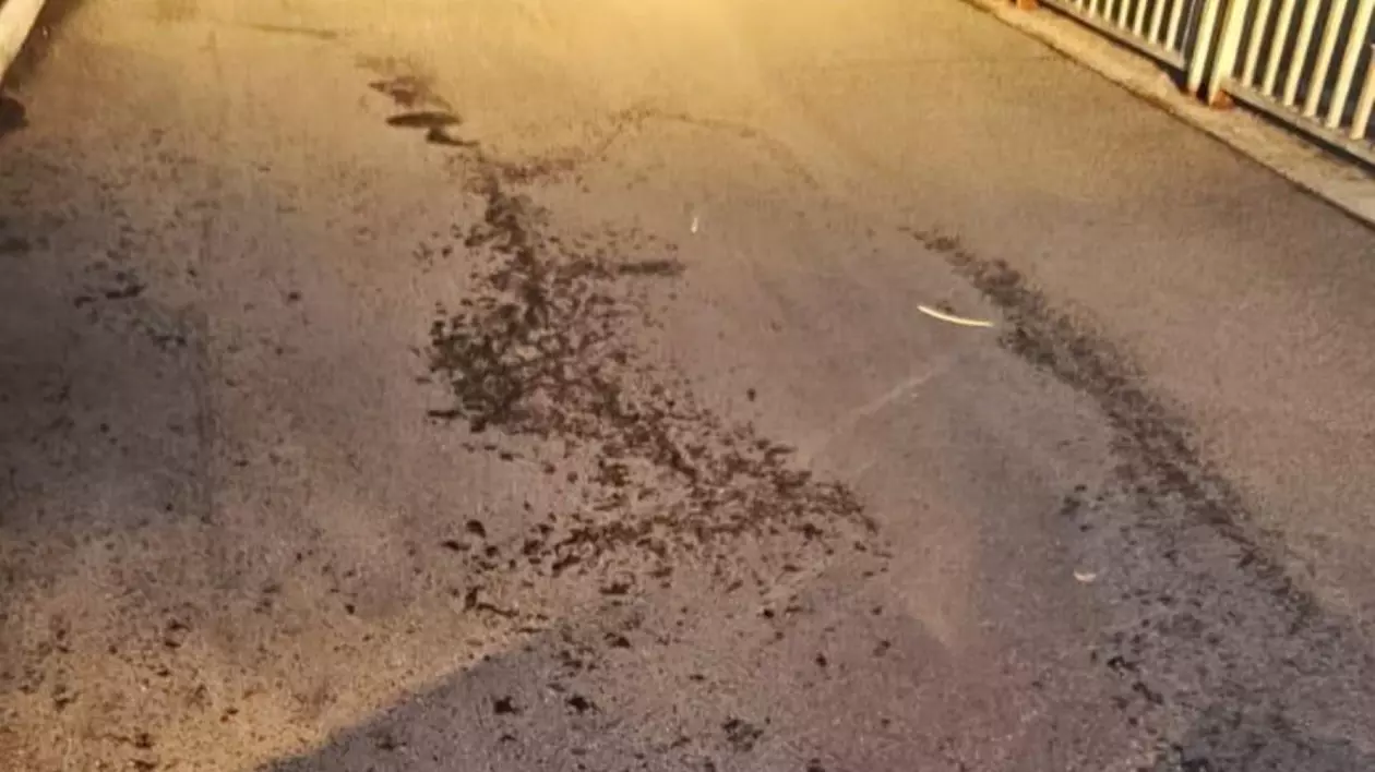Musculițe și țânțari pe asfalt în Orbetello, după un tratament de combatere a insectelor