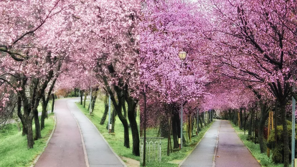 Cireși japonezi înfloriți, copaci cu flori roz