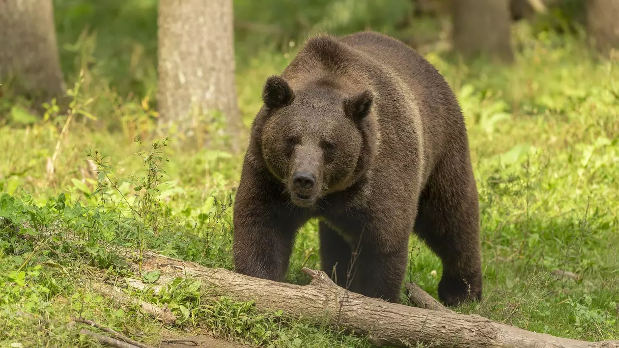 Urs brun surprins într-o pădure
