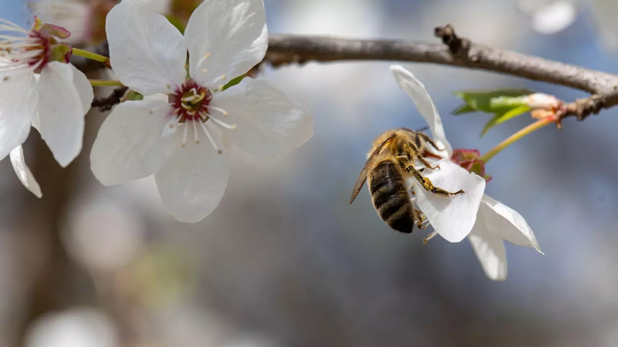o albină pe o floare de cireș de culoare albă