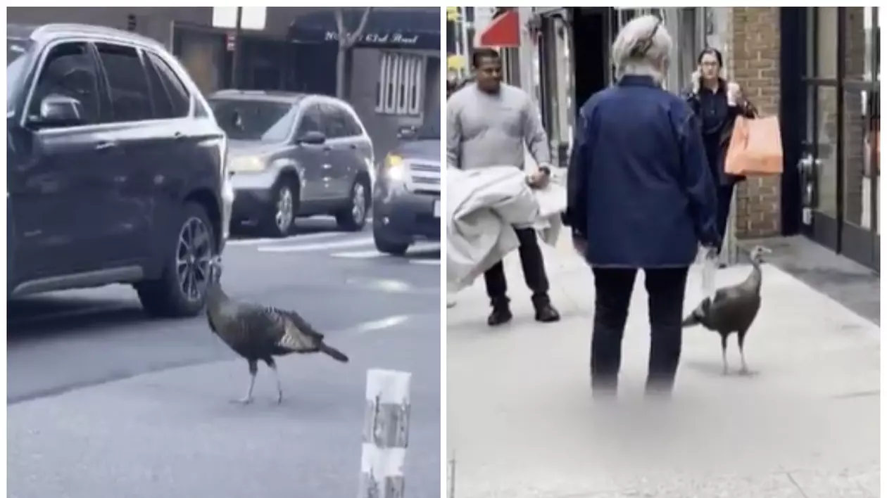 În imagine este ilustrat curcanul sălbatic, aflat printre mașini, în prima poză, iar în a doua se află pe un trotuar, printre oameni.